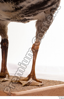 Greater white-fronted goose Anser albifrons leg 0004.jpg